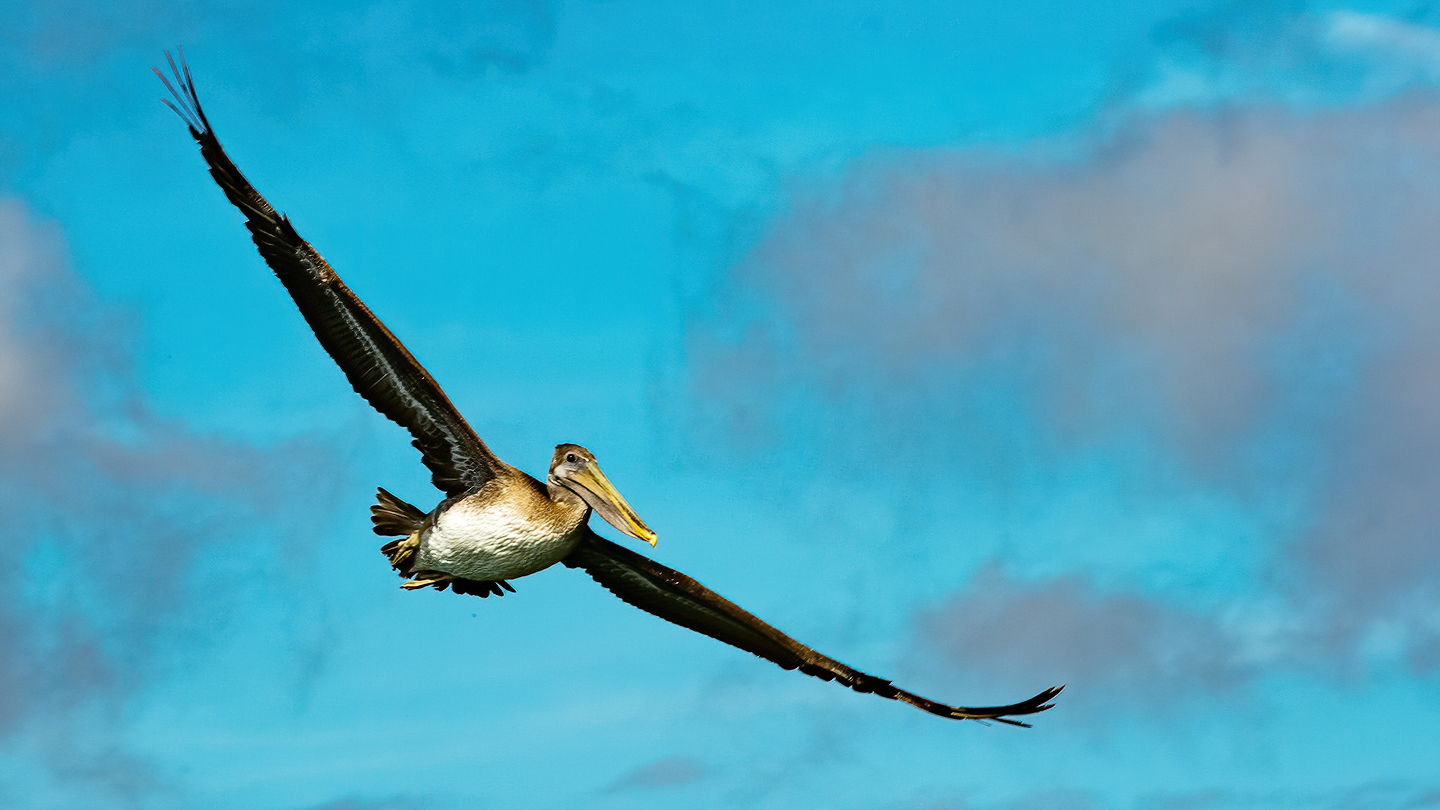 Washington Coast Pelicans 05